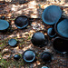 Bulgaria inquinans, Black Jelly Drops