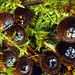 Cyathus striatus, Bird's Nest Fungus