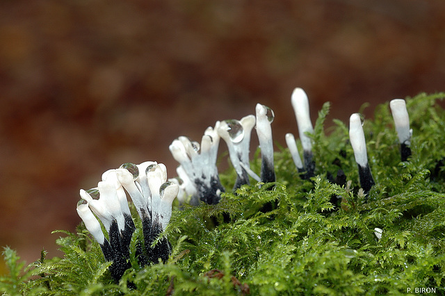 Xylaria hypoxylon, Candlesnuff Fungus