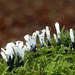 Xylaria hypoxylon, Candlesnuff Fungus