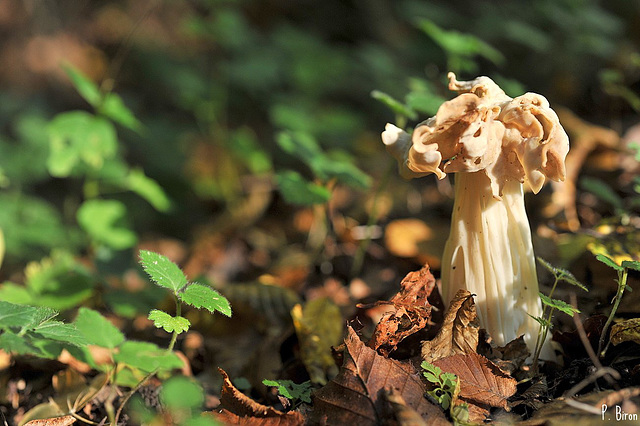 Helvella crispa - Helvelle crépue Helvella crispa - Helvelle crépue