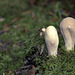 Clavariadelphus pistillaris, large-clubbed clavaria