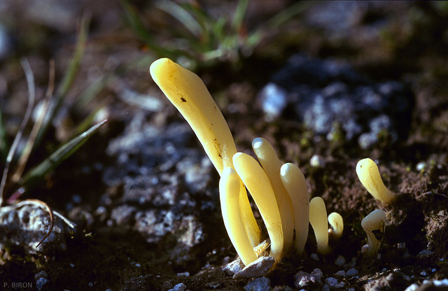 Clavulinopsis sp