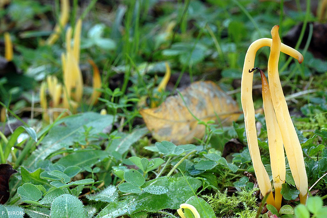 Clavulinopsis fusiformis, Yellow Spindle Coral