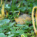 Clavulinopsis fusiformis, Yellow Spindle Coral