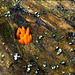 Calocera cornea - Horned Calocera