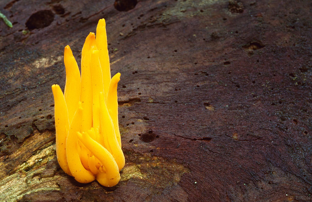 Calocera viscosa, Yellow Stagshorn