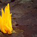 Calocera viscosa, Yellow Stagshorn