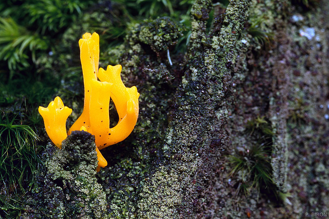 Calocera viscosa, Yellow Staghorn Fungus