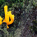 Calocera viscosa, Yellow Staghorn Fungus