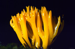 Calocera viscosa, Yellow Staghorn Fungus