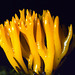 Calocera viscosa, Yellow Staghorn Fungus