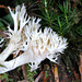 Clavulina cristata, Crested Coral