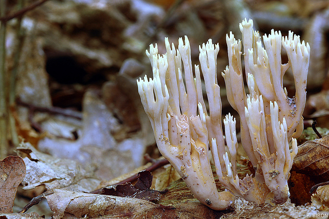 Ramaria stricta, Upright Coral