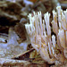 Ramaria stricta, Upright Coral