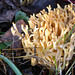 Clavulinopsis corniculata, Meadow Coral