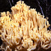 Ramaria pallida ?