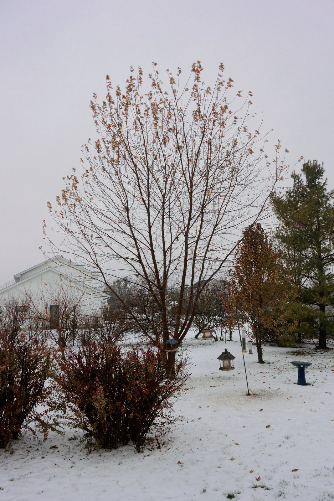 The Back Yard