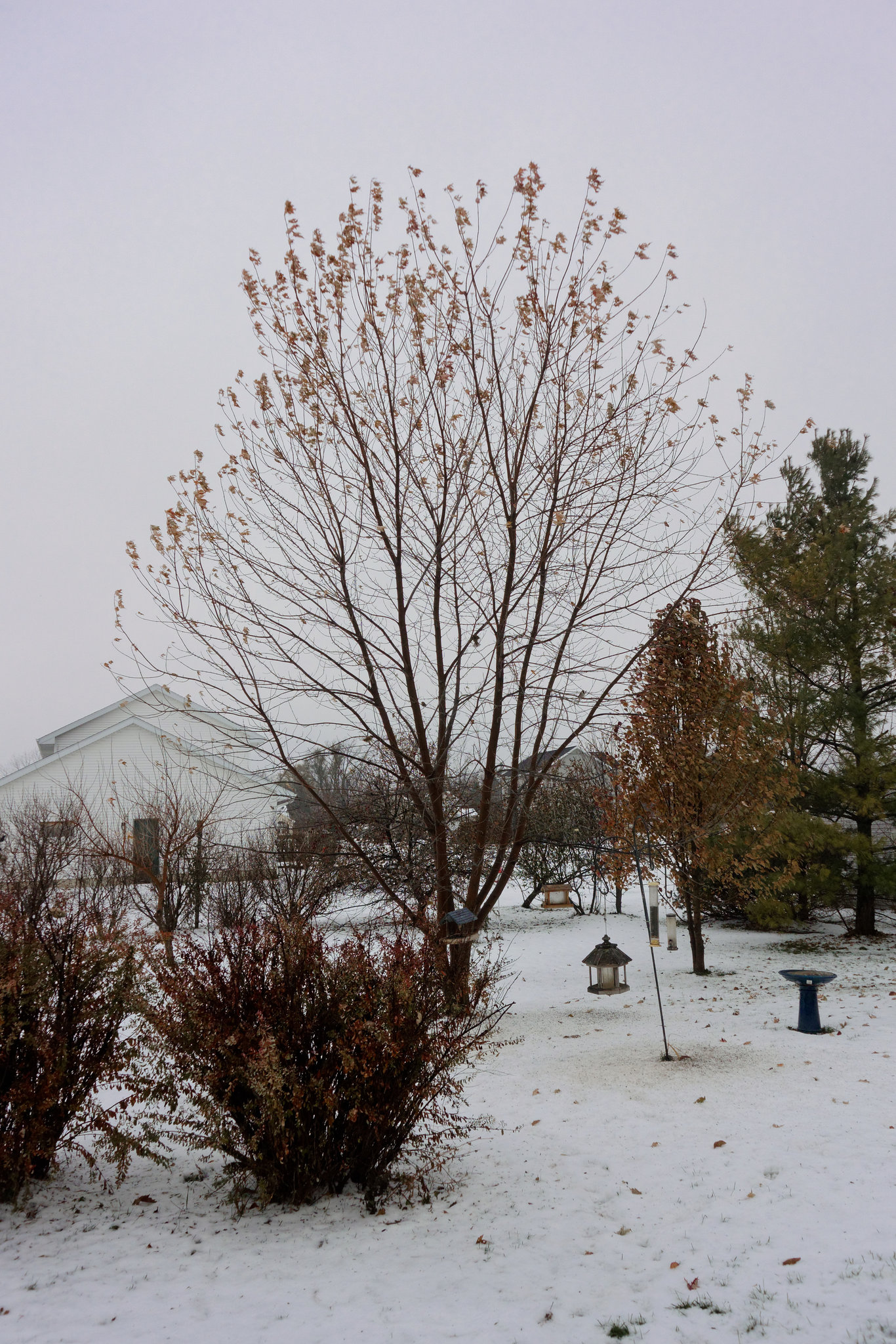 The Back Yard