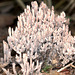 Clavulina cinerea,  Grey Coral