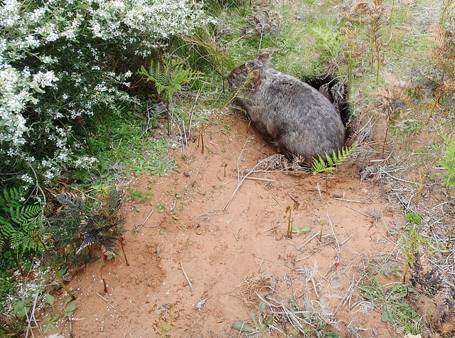 wombat locking up for the night