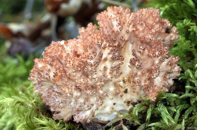 Ramaria botrytis