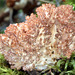 Ramaria botrytis