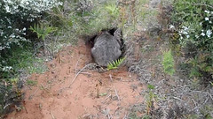 wombat locking up for the night