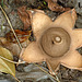 Geastrum triplex, Earth Star