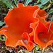 Aleuria aurantia, Orange Peel Fungus