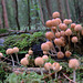 Coprinus disseminatus ?