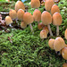 Coprinus micaceus, Glistening Inkcap