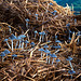 Coprinus cinereus, Inkcaps on straw