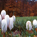 Coprinus comatus - Coprin chevelu - Shaggy Ink Cap