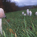 Coprinus comatus - Coprin chevelu - Shaggy Ink Cap