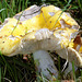 Russula claro-flava, Yellow Swamp Russula