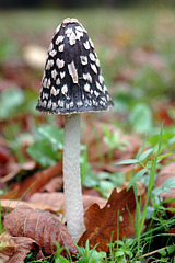 Coprinus picaceus - Coprin pie - Magpie Inkcap