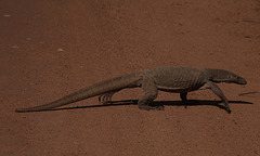 Monitor Lizard