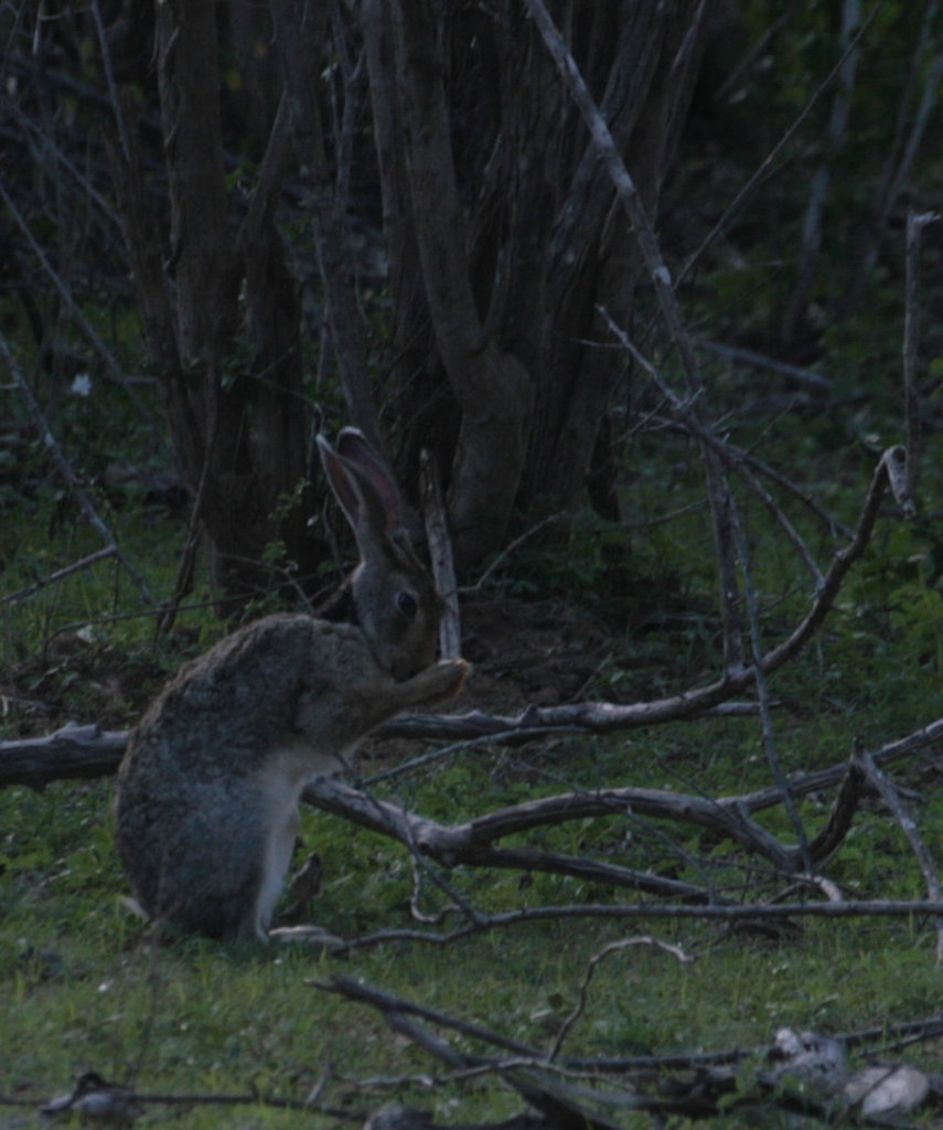 Black-necked Hare