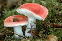 Russules - Russula emetica ?