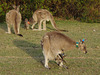 roos with joeys - and bling