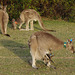 roos with joeys - and bling