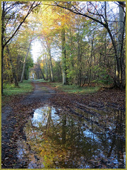 Forêt de Chantilly début novembre