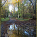 Forêt de Chantilly début novembre