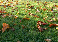Herbstblätter auf grünem Rasen