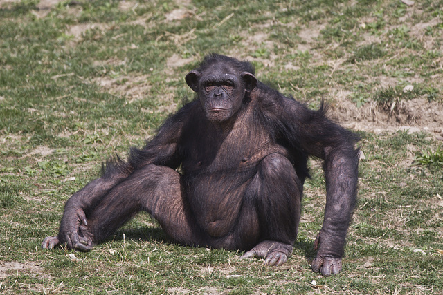 animali-22