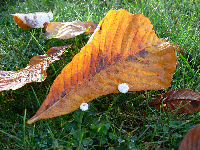 Herbstblatt und Blümchen