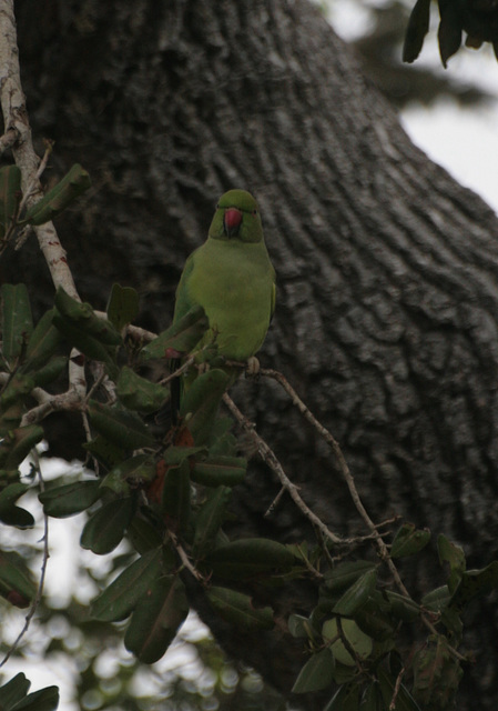 Parakeet