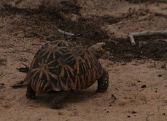 Star Tortoise