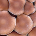 Champignons